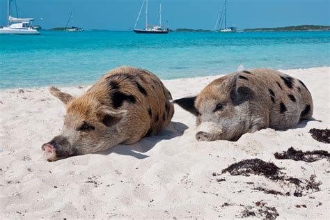 eleuthera pigs|Blue Water Island Adventure